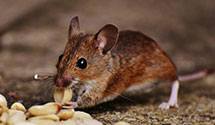 24 Hour & Emergency Exterminators in Wye Mills, MD
